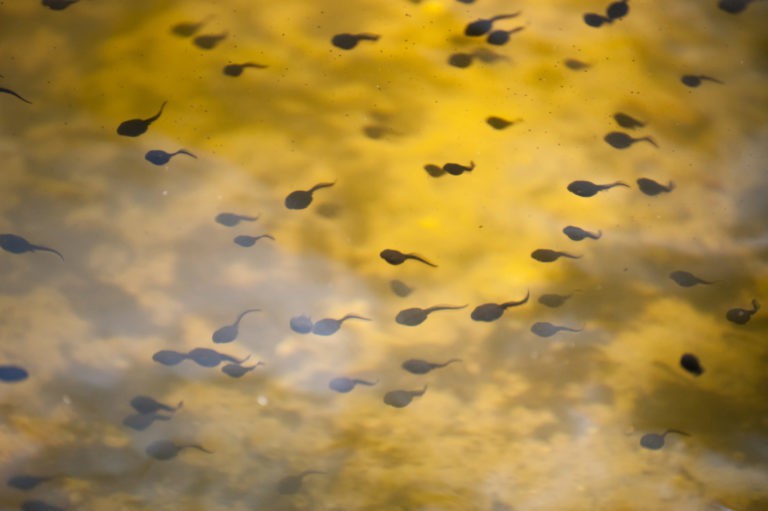 Tadpole Season, Watch out for Cannibals