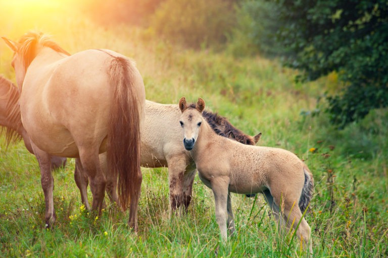 We aren’t breaking horses | Notes on Parenthood