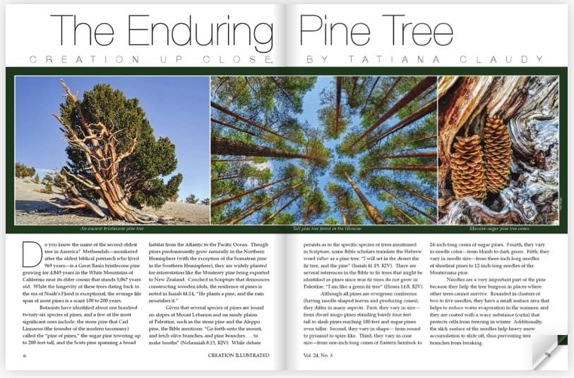 pine.article
