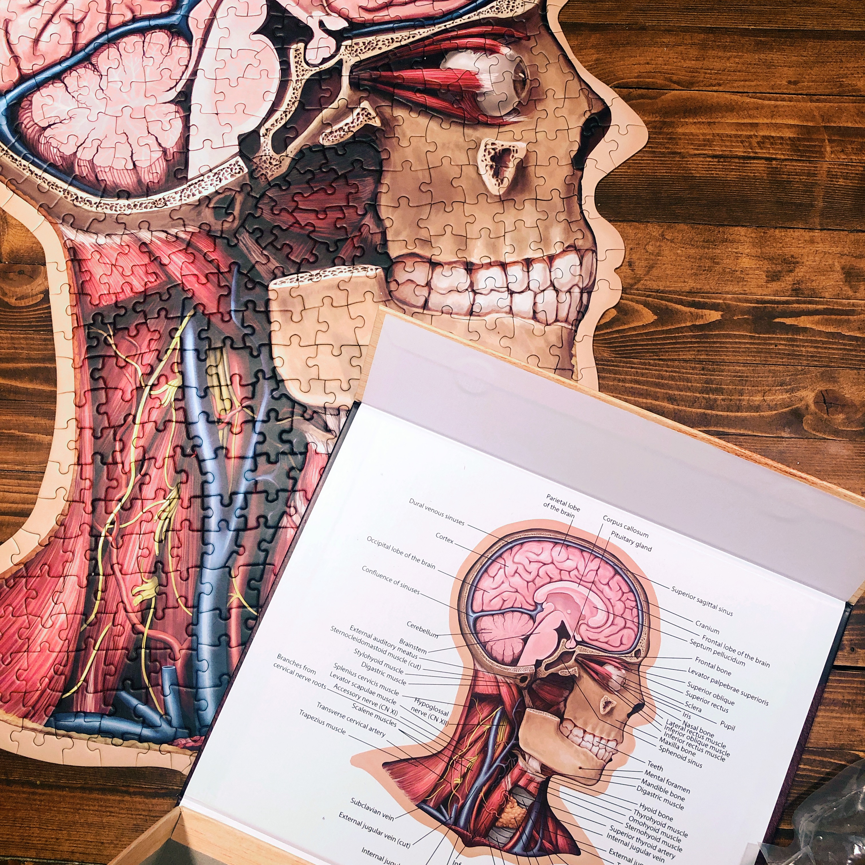 Hands-On Anatomy Study Aid with Dr. Livingston Puzzles