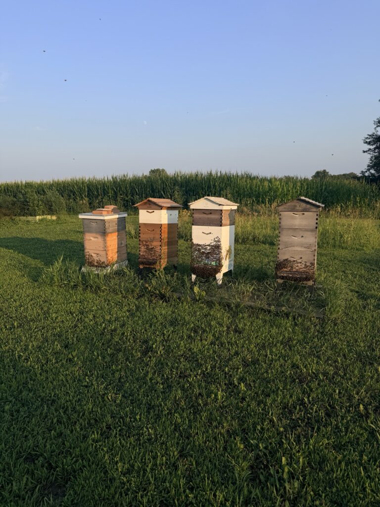 img_0791 › 200 Fingers & Toes Four wooden beehives stand in a grassy field with a tall cornfield behind them and a clear blue sky above.